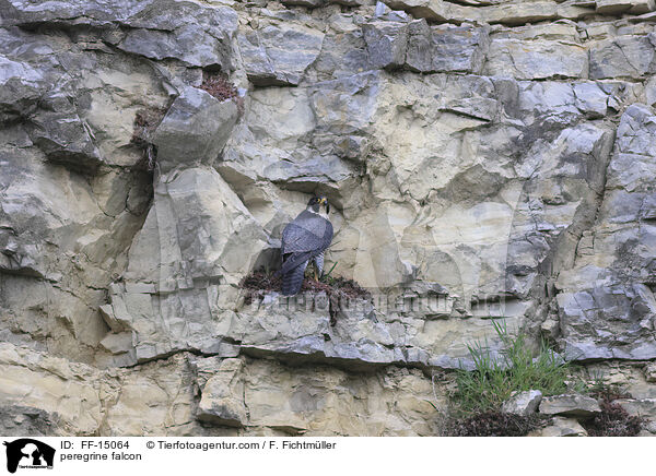 Wanderfalke / peregrine falcon / FF-15064