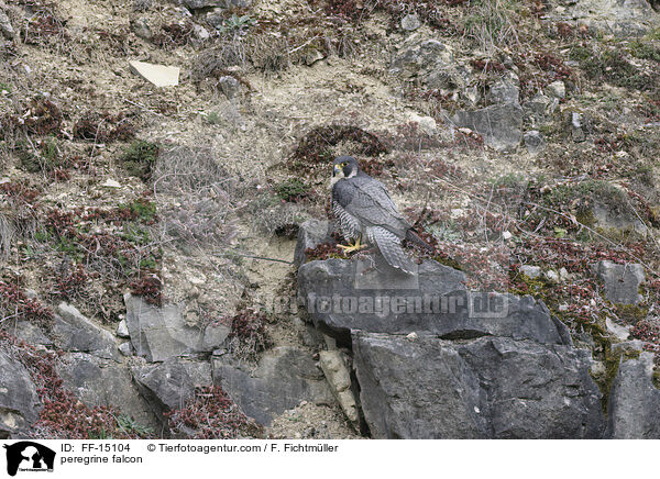 Wanderfalke / peregrine falcon / FF-15104