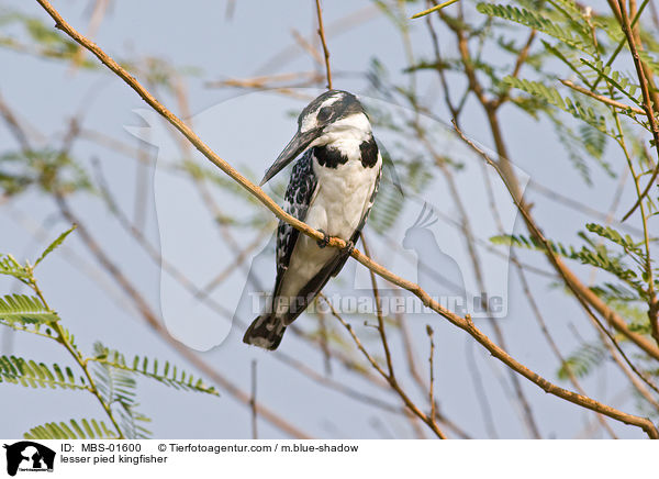 lesser pied kingfisher / MBS-01600