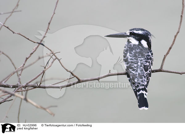pied kingfisher / HJ-02996