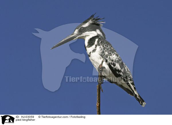 pied kingfisher / HJ-03059