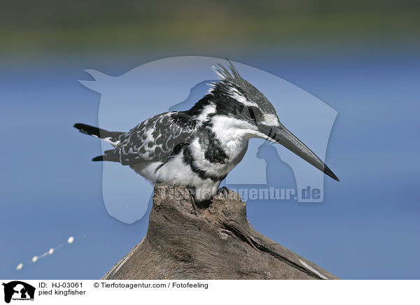 pied kingfisher / HJ-03061
