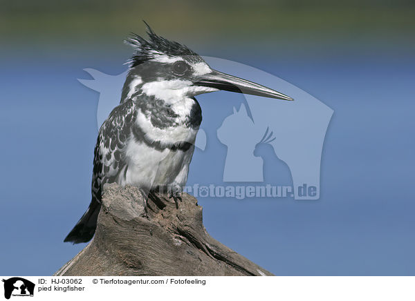 pied kingfisher / HJ-03062