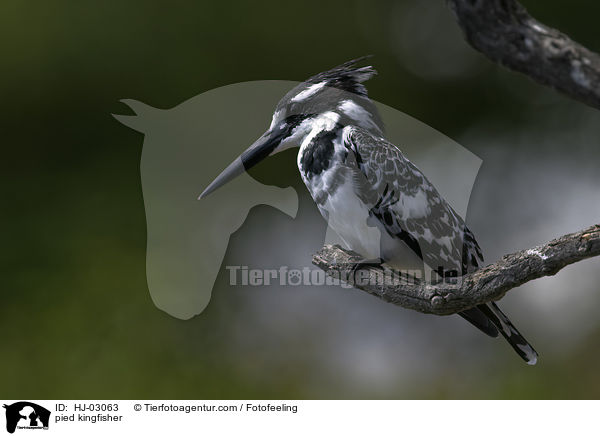 pied kingfisher / HJ-03063