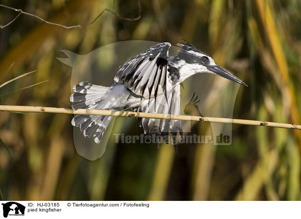 pied kingfisher / HJ-03185
