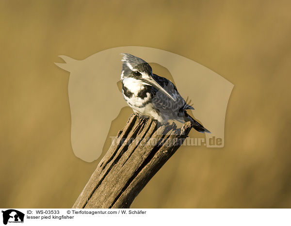lesser pied kingfisher / WS-03533