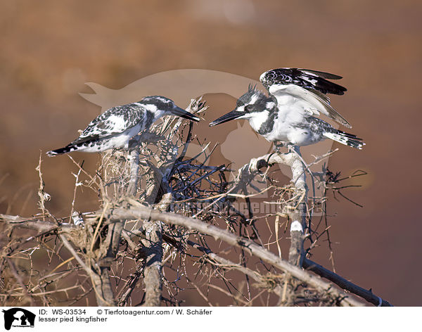 lesser pied kingfisher / WS-03534