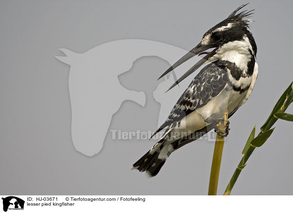 lesser pied kingfisher / HJ-03671