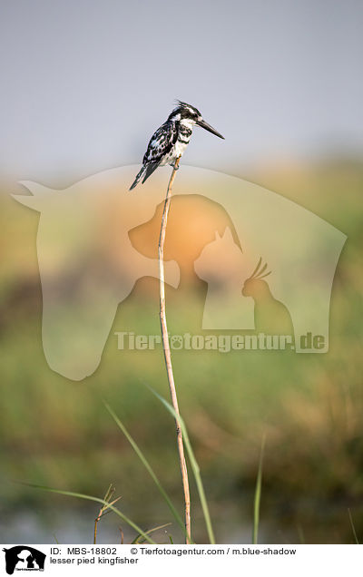lesser pied kingfisher / MBS-18802