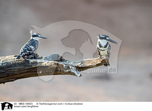 lesser pied kingfisher / MBS-18803