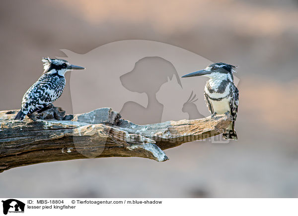 lesser pied kingfisher / MBS-18804
