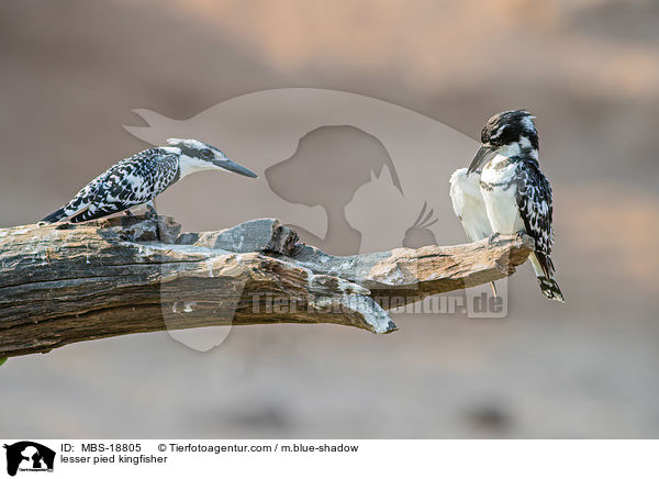lesser pied kingfisher / MBS-18805