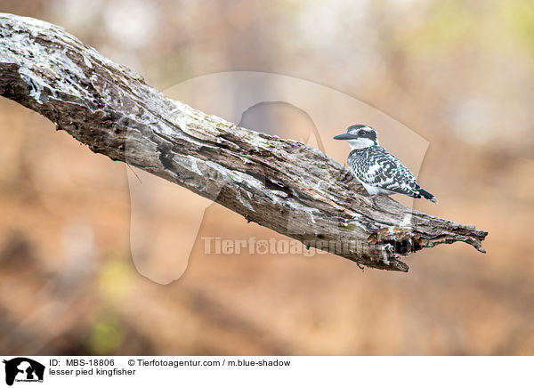 lesser pied kingfisher / MBS-18806