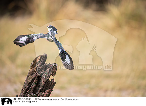 lesser pied kingfisher / MBS-18808