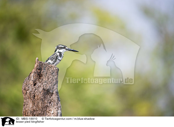 lesser pied kingfisher / MBS-18810
