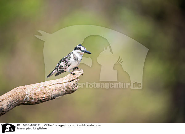 lesser pied kingfisher / MBS-18812