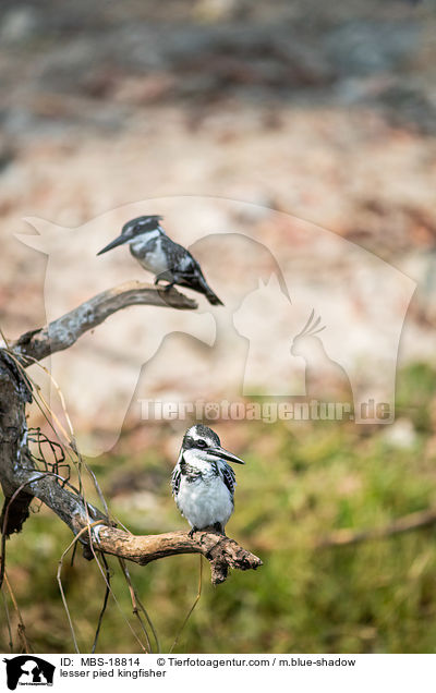 lesser pied kingfisher / MBS-18814