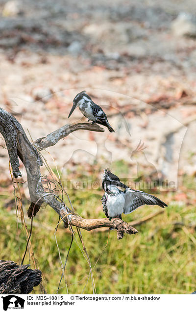 lesser pied kingfisher / MBS-18815