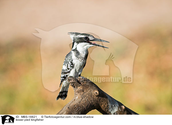 lesser pied kingfisher / MBS-18821