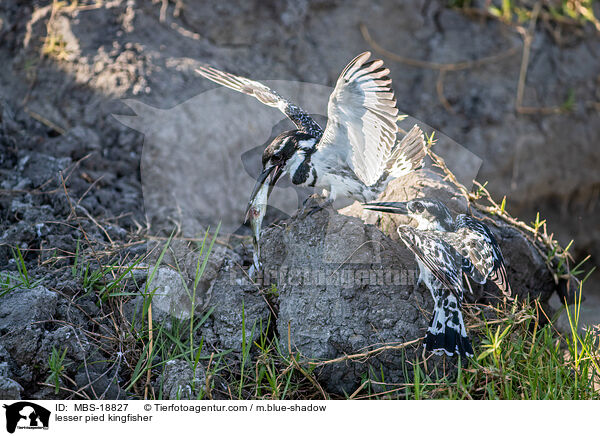 lesser pied kingfisher / MBS-18827