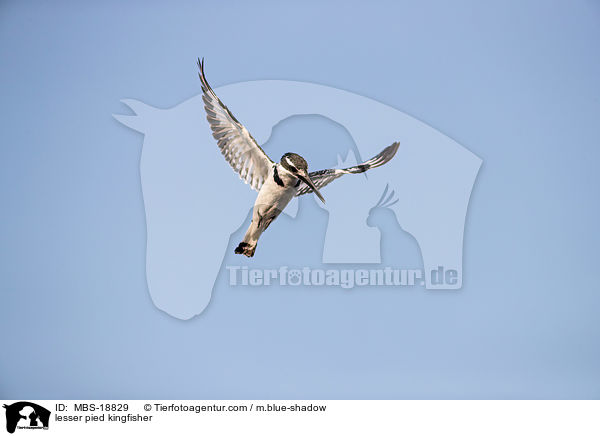 lesser pied kingfisher / MBS-18829