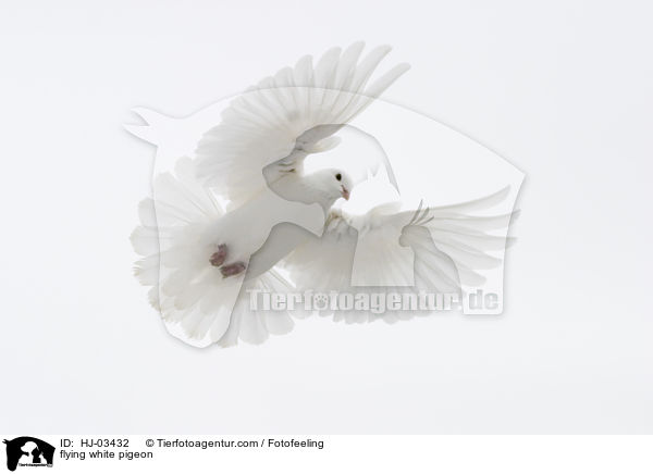 flying white pigeon / HJ-03432