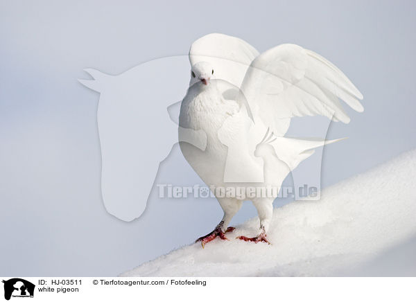 white pigeon / HJ-03511