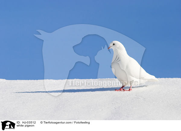 weie Taube / white pigeon / HJ-03512