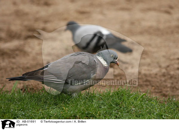 pigeons / AB-01691
