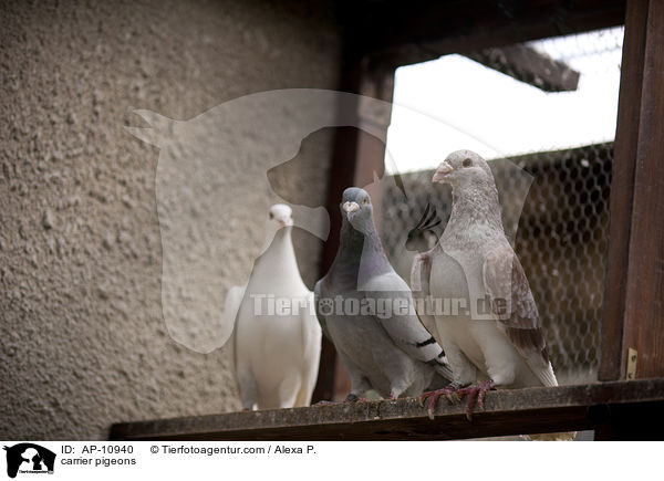 Brieftauben / carrier pigeons / AP-10940