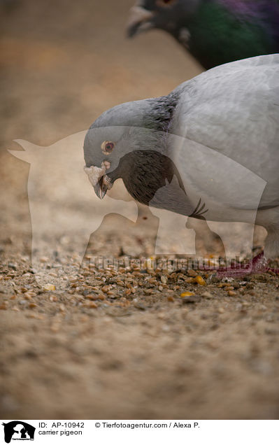 carrier pigeon / AP-10942