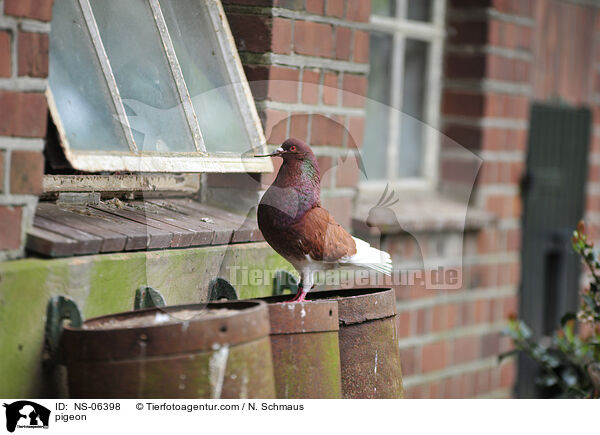 pigeon / NS-06398