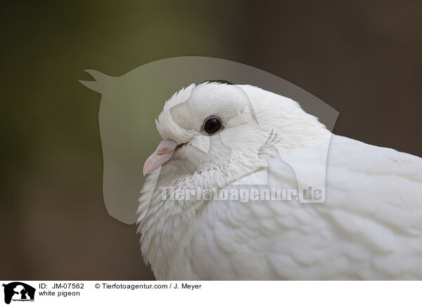 white pigeon / JM-07562