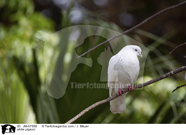 white pigeon / JM-07566