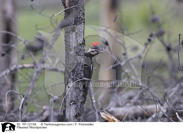 Pileated Woodpecker / FF-12158