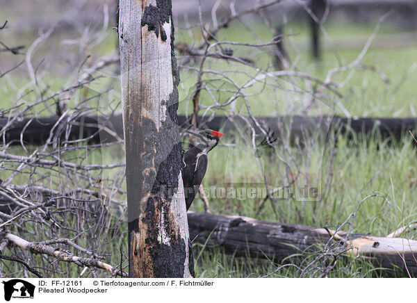 Pileated Woodpecker / FF-12161