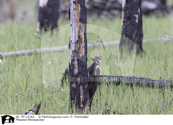Pileated Woodpecker / FF-12162