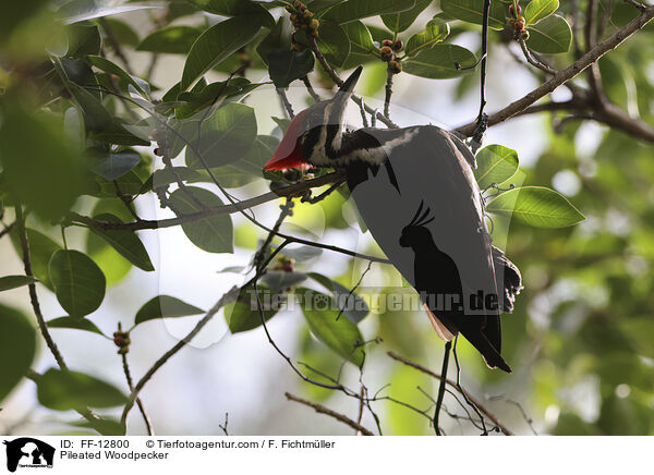 Pileated Woodpecker / FF-12800