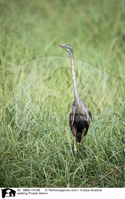 walking Purple Heron / MBS-19188