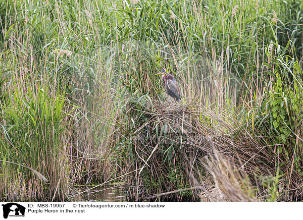 Purple Heron in the nest / MBS-19957