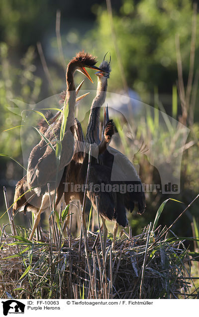 Purple Herons / FF-10063