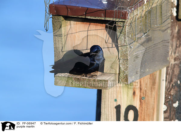 Purpurschwalbe / purple martin / FF-06947