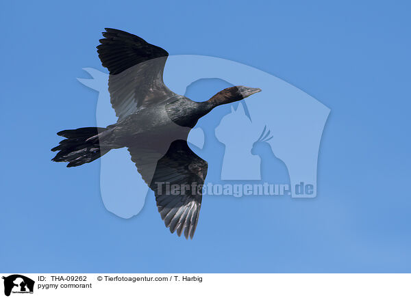 Zwergscharbe / pygmy cormorant / THA-09262