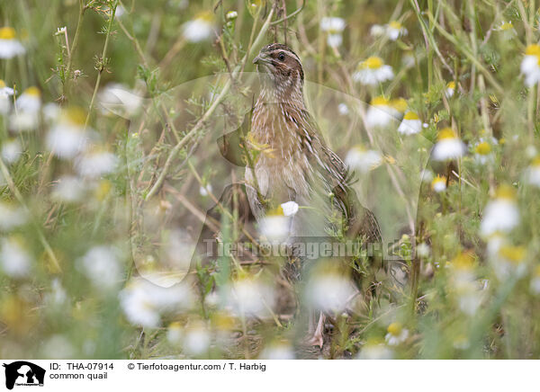 common quail / THA-07914