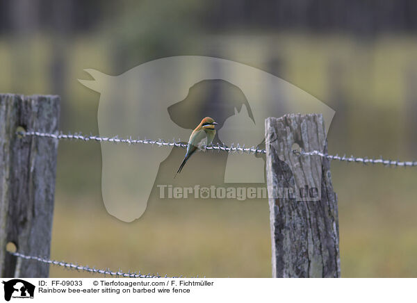 Regenbogenspint sitz auf Stacheldrahtzaun / Rainbow bee-eater sitting on barbed wire fence / FF-09033