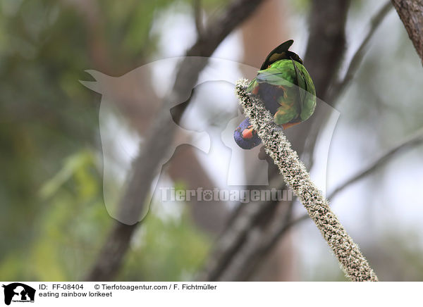 eating rainbow lorikeet / FF-08404