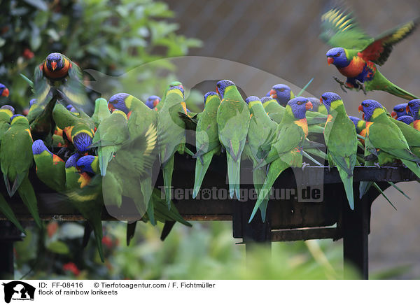 flock of rainbow lorikeets / FF-08416