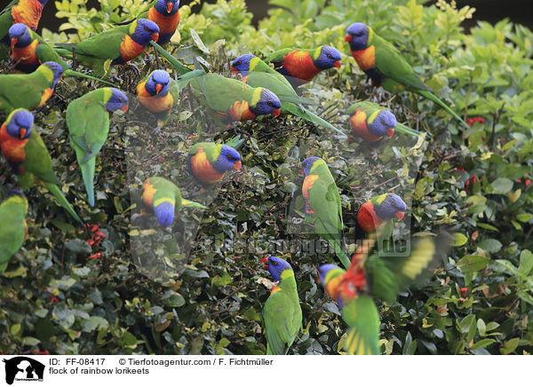 flock of rainbow lorikeets / FF-08417