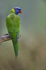 Rainbow Lorikeet