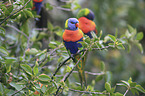 two rainbow lorikeets